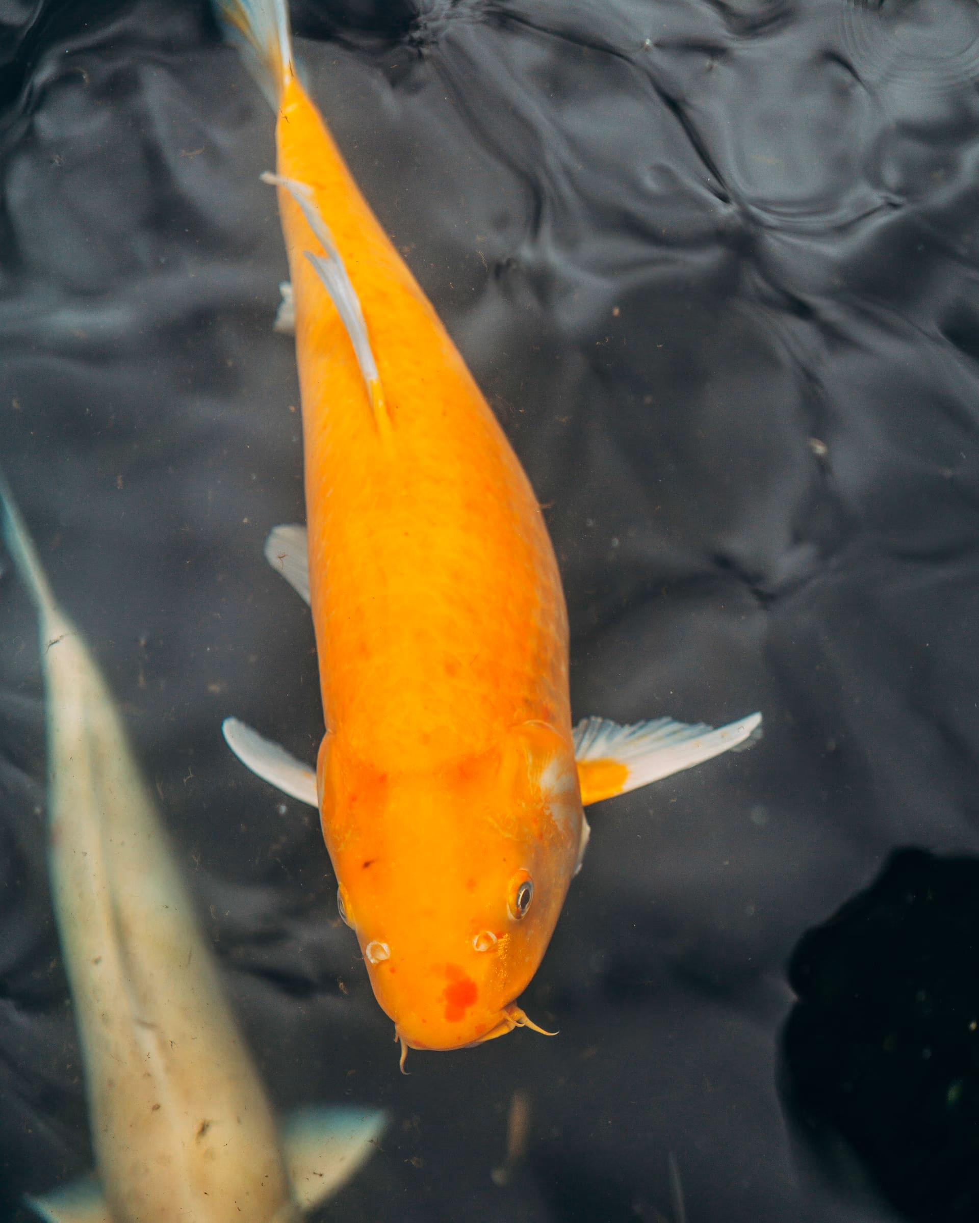 泰獅 FZ-2605-007 上見