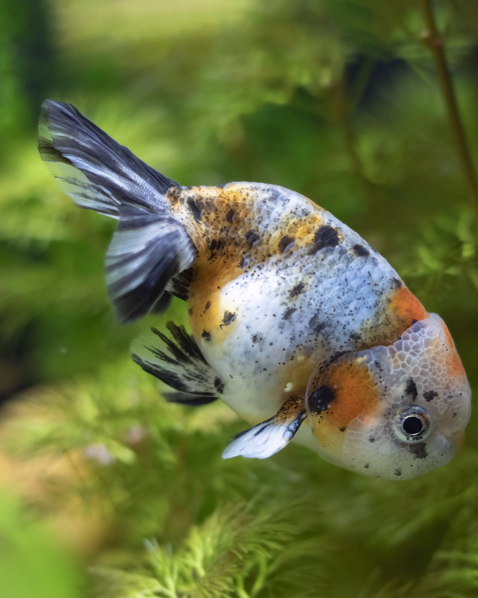 陸獅 FZ-2606-045 特寫