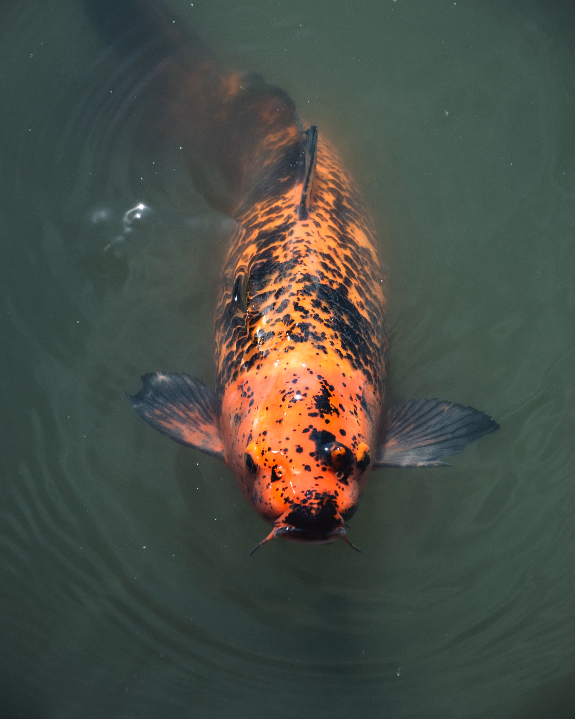 陸獅 FZ-2606-045 上見