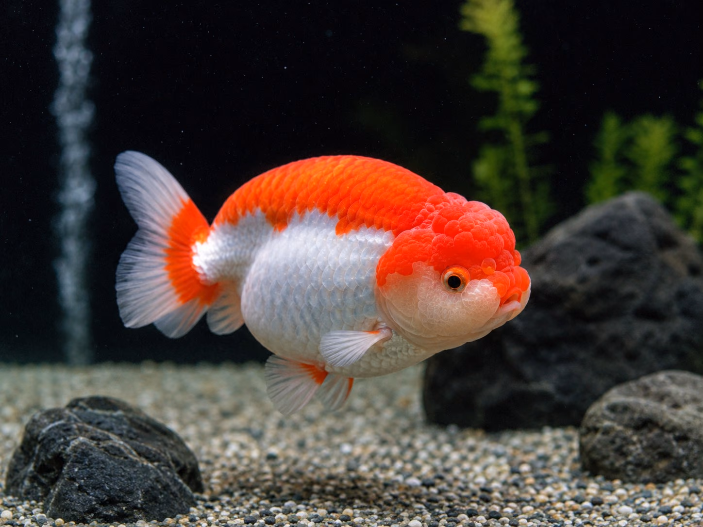 水族缸中一尾紅白相間的金魚，側身可見背部弧線