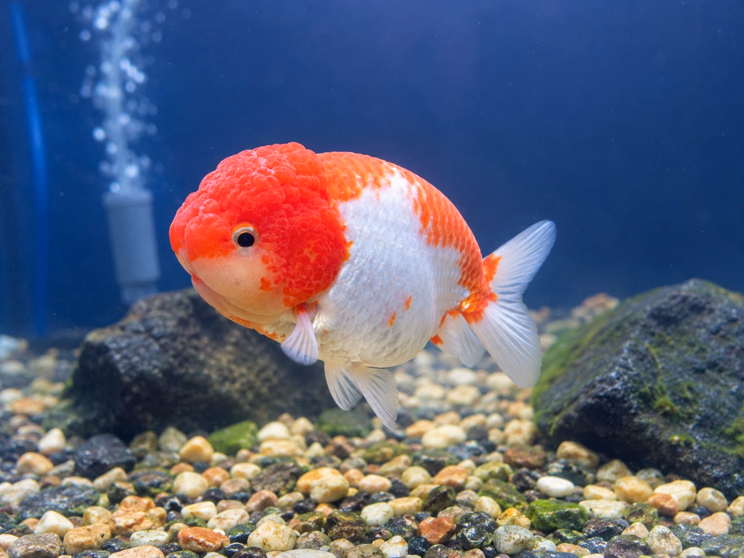 藍色水族缸中側身的一尾紅白金魚，旁有打氣石與覆苔的岩石