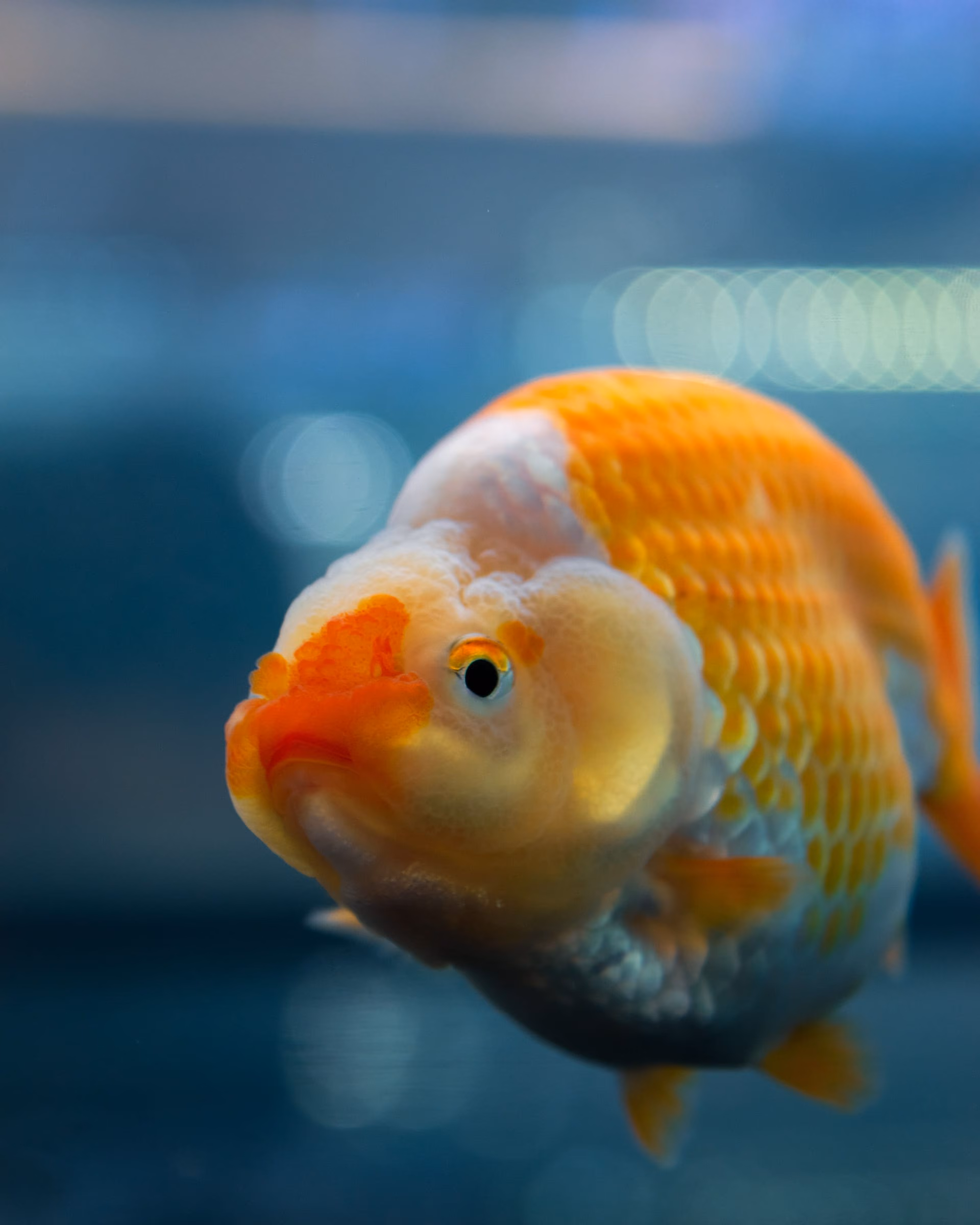 判讀示意照：藍色水中一尾橙白相間的金魚，頭部朝向鏡頭