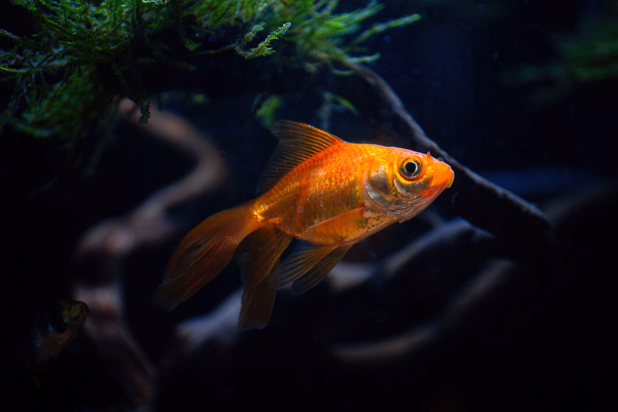 水草之間的一尾橙色金魚