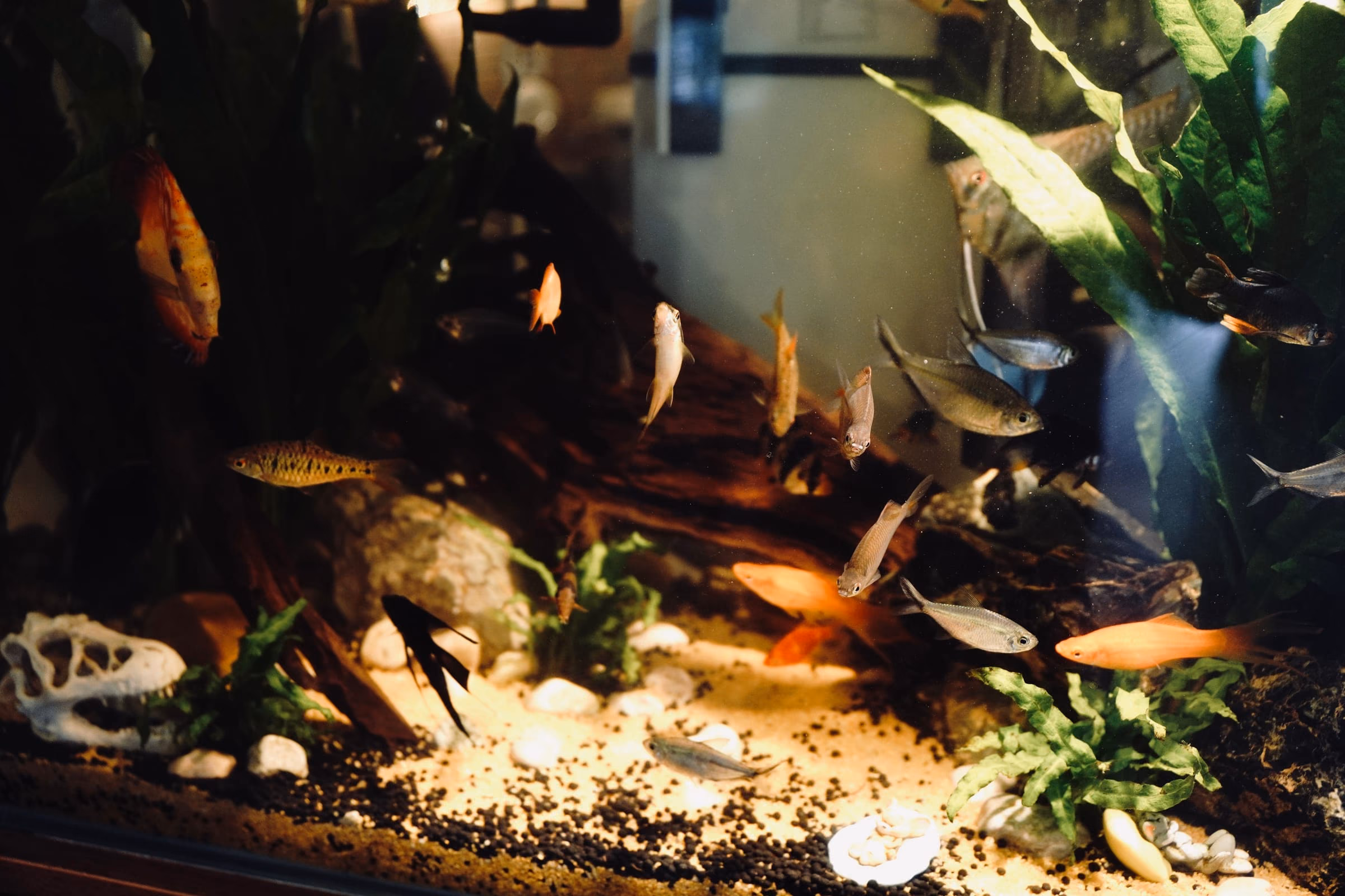 種了水草的水族缸，缸中有數尾小魚