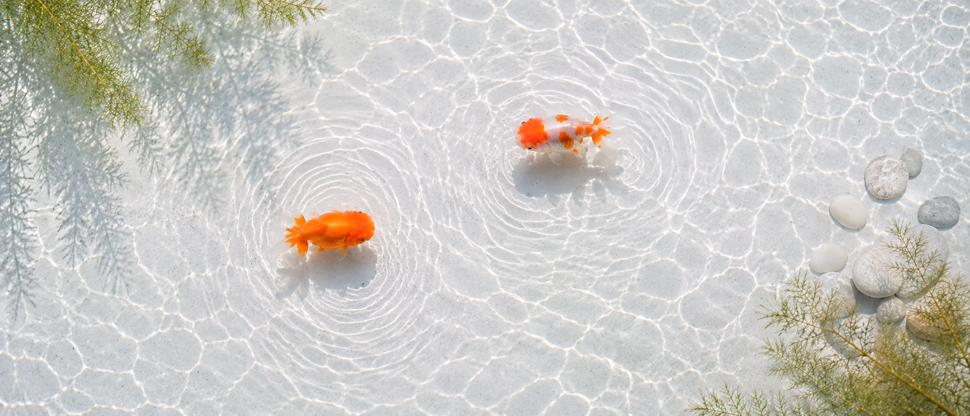 淺水盆俯拍：一尾橙色、一尾紅白金魚，兩角有水草，右側有白色卵石
