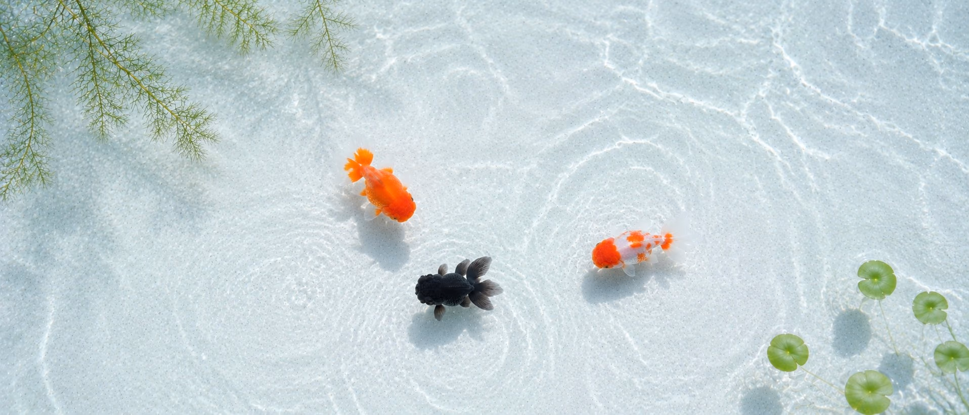 淺水盆俯拍：紅、黑、紅白三尾金魚，左上有水草、右下有浮葉