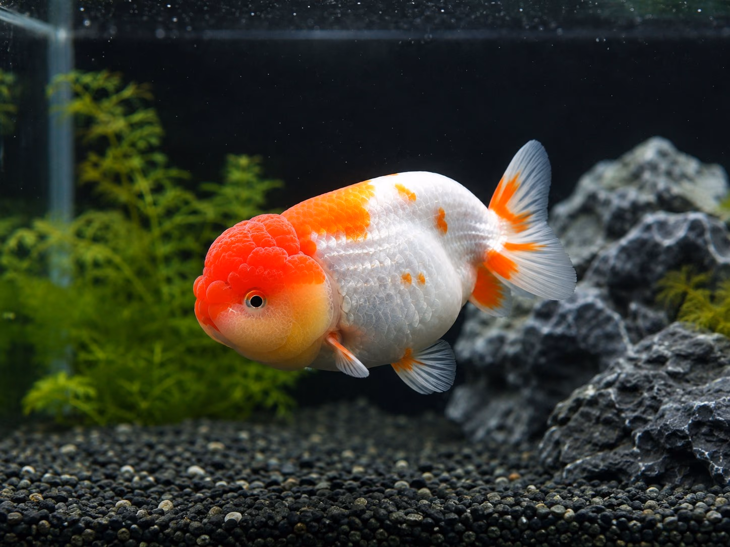 深色造景缸中側身游動的一尾金魚，紅色頭瘤、白色身體帶少量橙斑